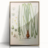Vintage Botanical Illustration of Schoenocaulon – Botanical Art