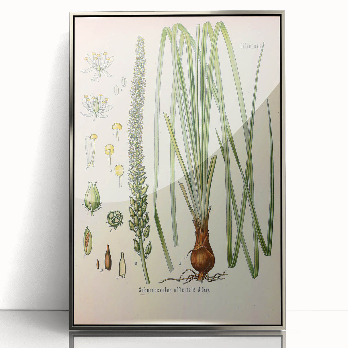 Vintage Botanical Illustration of Schoenocaulon – Botanical Art