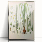 Vintage Botanical Illustration of Schoenocaulon – Botanical Art