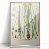 Vintage Botanical Illustration of Schoenocaulon – Botanical Art