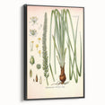 Vintage Botanical Illustration of Schoenocaulon – Botanical Art