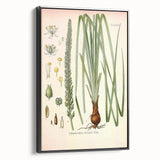 Vintage Botanical Illustration of Schoenocaulon – Botanical Art