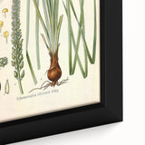 Vintage Botanical Illustration of Schoenocaulon – Botanical Art
