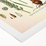 Vintage Botanical Illustration of Schoenocaulon – Botanical Art