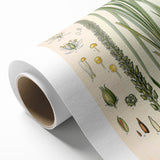 Vintage Botanical Illustration of Schoenocaulon – Botanical Art