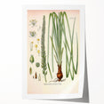 Vintage Botanical Illustration of Schoenocaulon – Botanical Art