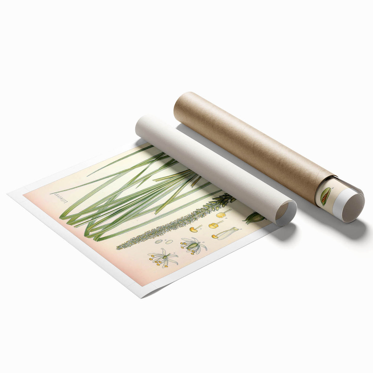 Vintage Botanical Illustration of Schoenocaulon – Botanical Art
