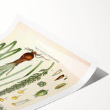 Vintage Botanical Illustration of Schoenocaulon – Botanical Art