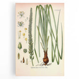Vintage Botanical Illustration of Schoenocaulon – Botanical Art