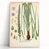 Vintage Botanical Illustration of Schoenocaulon – Botanical Art