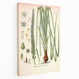 Vintage Botanical Illustration of Schoenocaulon – Botanical Art