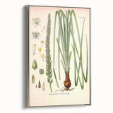 Vintage Botanical Illustration of Schoenocaulon – Botanical Art