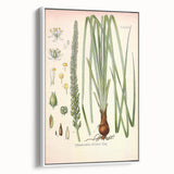Vintage Botanical Illustration of Schoenocaulon – Botanical Art