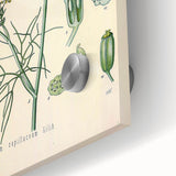 Vintage Botanical Illustration Art – Foeniculum capillaceum Fennel Wall Art