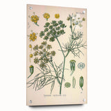 Vintage Botanical Illustration Art – Foeniculum capillaceum Fennel Wall Art