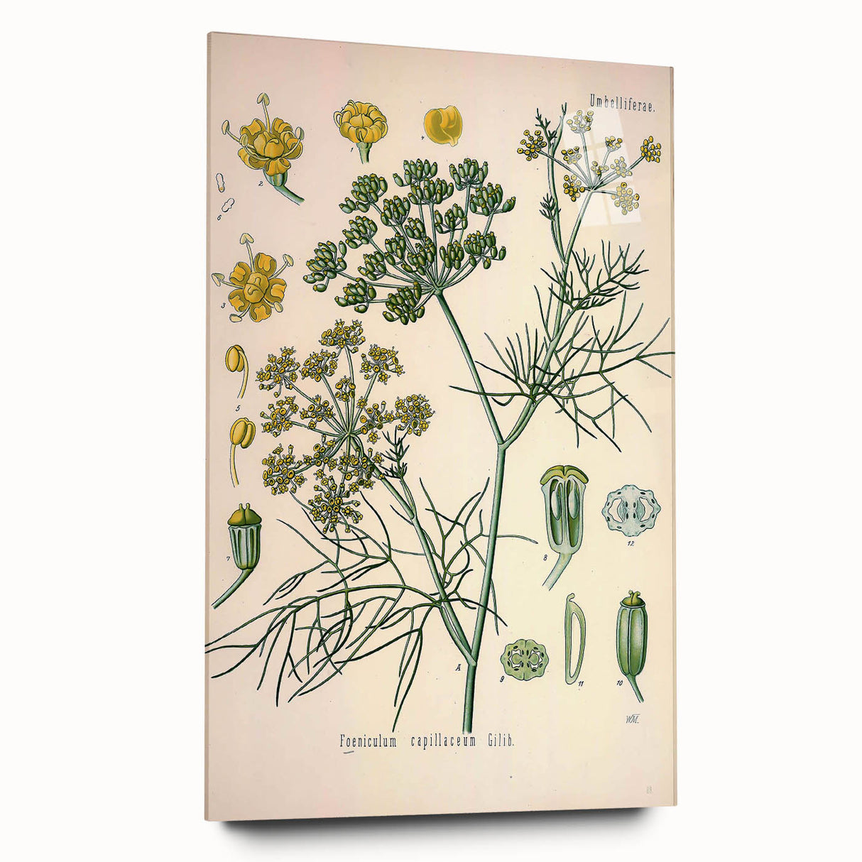 Vintage Botanical Illustration Art – Foeniculum capillaceum Fennel Wall Art