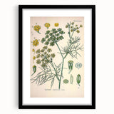 Vintage Botanical Illustration Art – Foeniculum capillaceum Fennel Wall Art