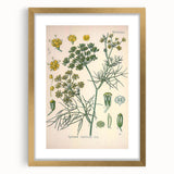 Vintage Botanical Illustration Art – Foeniculum capillaceum Fennel Wall Art