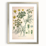 Vintage Botanical Illustration Art – Foeniculum capillaceum Fennel Wall Art