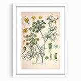 Vintage Botanical Illustration Art – Foeniculum capillaceum Fennel Wall Art