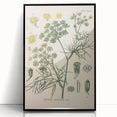 Vintage Botanical Illustration Art – Foeniculum capillaceum Fennel Wall Art