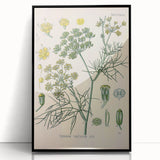 Vintage Botanical Illustration Art – Foeniculum capillaceum Fennel Wall Art