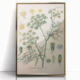 Vintage Botanical Illustration Art – Foeniculum capillaceum Fennel Wall Art