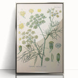 Vintage Botanical Illustration Art – Foeniculum capillaceum Fennel Wall Art
