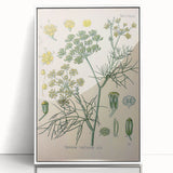 Vintage Botanical Illustration Art – Foeniculum capillaceum Fennel Wall Art