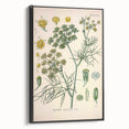 Vintage Botanical Illustration Art – Foeniculum capillaceum Fennel Wall Art