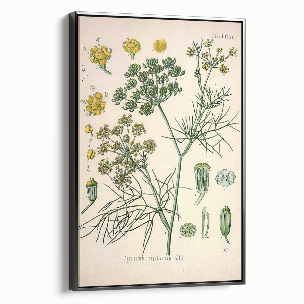 Vintage Botanical Illustration Art – Foeniculum capillaceum Fennel Wall Art
