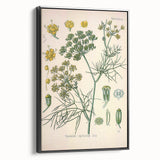 Vintage Botanical Illustration Art – Foeniculum capillaceum Fennel Wall Art