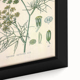 Vintage Botanical Illustration Art – Foeniculum capillaceum Fennel Wall Art