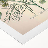 Vintage Botanical Illustration Art – Foeniculum capillaceum Fennel Wall Art