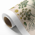 Vintage Botanical Illustration Art – Foeniculum capillaceum Fennel Wall Art