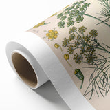 Vintage Botanical Illustration Art – Foeniculum capillaceum Fennel Wall Art