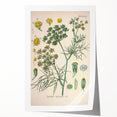 Vintage Botanical Illustration Art – Foeniculum capillaceum Fennel Wall Art