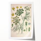 Vintage Botanical Illustration Art – Foeniculum capillaceum Fennel Wall Art