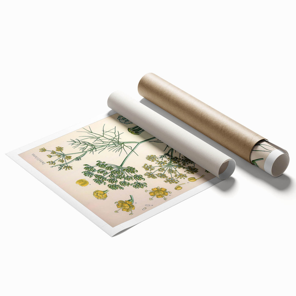 Vintage Botanical Illustration Art – Foeniculum capillaceum Fennel Wall Art