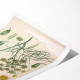 Vintage Botanical Illustration Art – Foeniculum capillaceum Fennel Wall Art