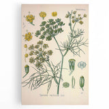 Vintage Botanical Illustration Art – Foeniculum capillaceum Fennel Wall Art