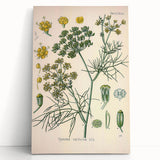 Vintage Botanical Illustration Art – Foeniculum capillaceum Fennel Wall Art