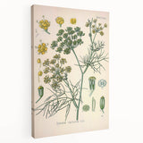 Vintage Botanical Illustration Art – Foeniculum capillaceum Fennel Wall Art