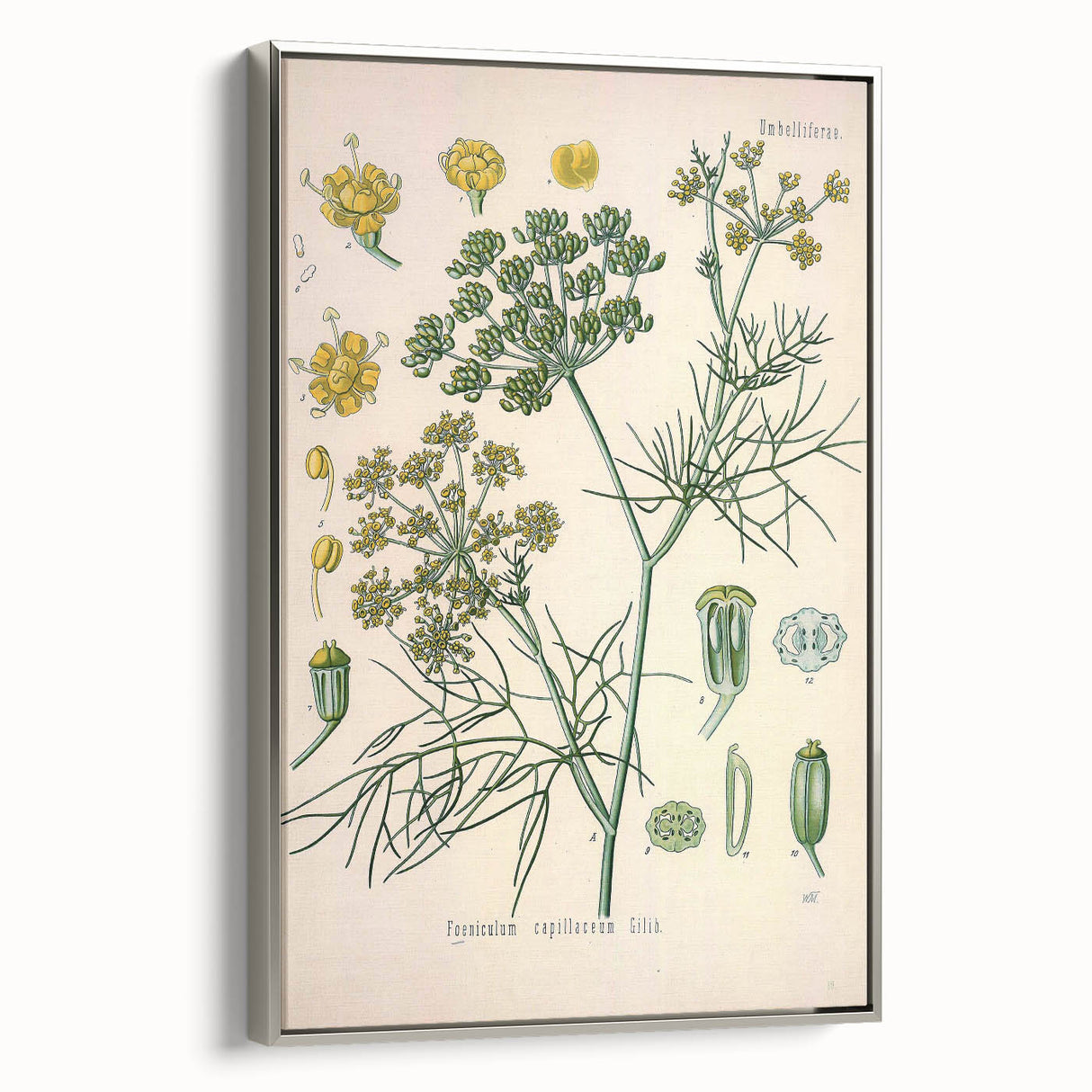 Vintage Botanical Illustration Art – Foeniculum capillaceum Fennel Wall Art