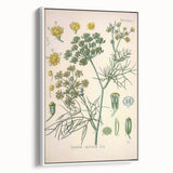 Vintage Botanical Illustration Art – Foeniculum capillaceum Fennel Wall Art