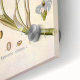 Botanical Art Prints – Vintage Botanical Illustration Art