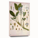 Botanical Art Prints – Vintage Botanical Illustration Art