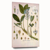 Botanical Art Prints – Vintage Botanical Illustration Art