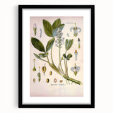 Botanical Art Prints – Vintage Botanical Illustration Art