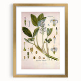 Botanical Art Prints – Vintage Botanical Illustration Art